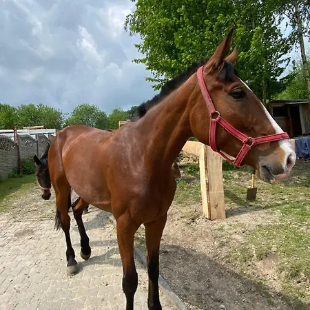 ‚u Misia' Holiday park